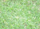 DSCN0509 * 2272 x 1704 * (1.41MB)